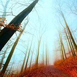 Fall 