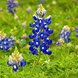  Blue Bonnet 