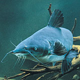  Blue Catfish 