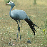  Blue Crane 