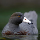  Blue Duck 
