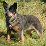  Blue Heeler 