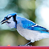  Blue Jay 