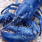  Blue Lobster 
