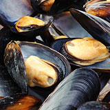  Blue Mussels 