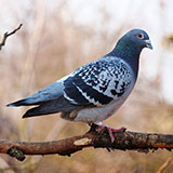  Blue Pigeon 