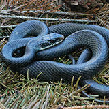  Blue Racer 