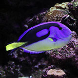  Blue Tang 