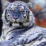  Blue Tiger 