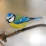  Blue Tit 