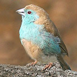  Blue Waxbill 