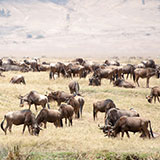  Blue Wildebeest 