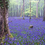  Bluebells 