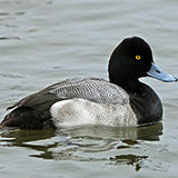  Bluebill 