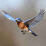  Bluebird 