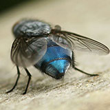  Bluebottle 