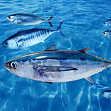  Bluefin Tuna 