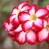  Azalea 