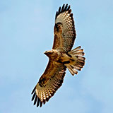  Buzzard 