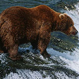  Grizzly Bear 
