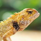  Lizard 