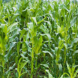  Maize 