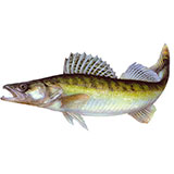  Zander 