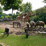  Zoo 