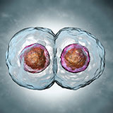  Zygote 
