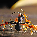  Red Ants 