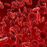  Red Blood Cells 