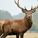  Red Deer 