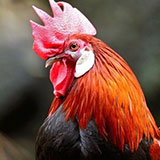  Red Junglefowl 