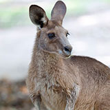  Red Kangaroo 