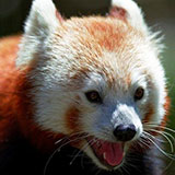  Red Panda 