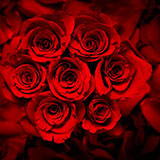  Red Roses 