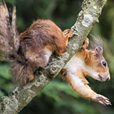  Red Squirrel 