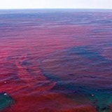  Red Tide 