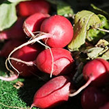  Red Turnips 