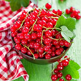  Redcurrants 