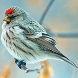  Redpoll 