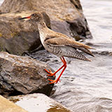  Redshank 