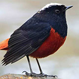  Redstart 