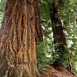  Redwoods 