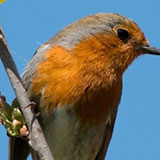  Robin Redbreast 
