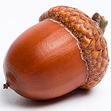  Acorn 