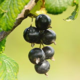  Black Currant 