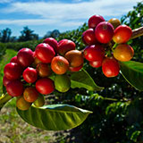  Coffee Berry 