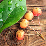  Crab Apple 