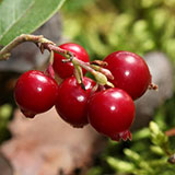  Cranberry 
